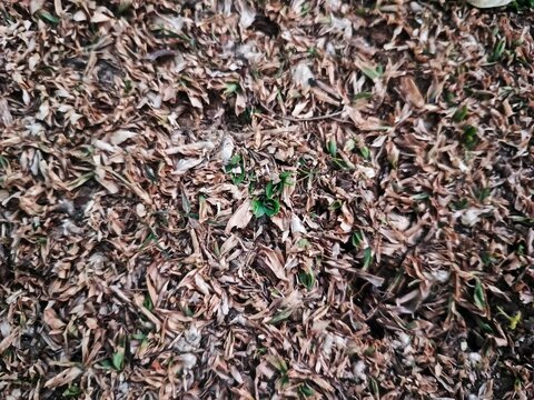 Dry Dead Grass Texture with New Green Shoots Background