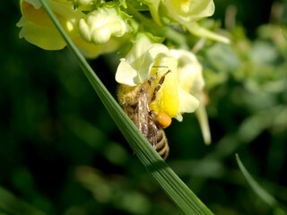 A bee with pollen on its body is collecting nectar from a yellow flower. The bee is positioned on the flower, and its body is covered in yellow pollen. © Robert