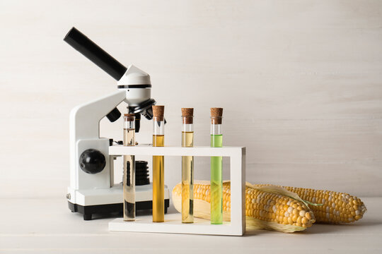 Microscope and test tubes with corn samples, agricultural research and genetic modification concept, food science laboratory