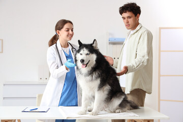 Siberian husky dog with owner at a veterinary clinic for a check-up, pet healthcare and animal care concept, a female veterinarian in a white coat and blue scrubs is examining the dog © Pixel-Shot