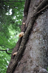 Fototapeta premium Mushrooms growing on a large tree