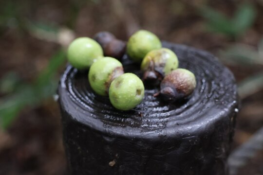 Soapberry fruits placed on a wooden stake in the forest