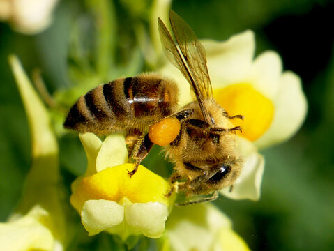 A bee with a pollen sac on its leg is gathering nectar from a yellow flower.