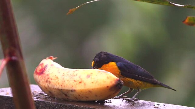 Golden-hooded tanager bird eating a ripe banana