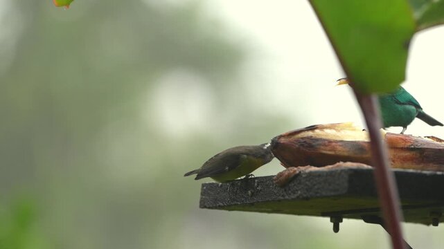 Bananaquit and golden-hooded tanager eating banana at a bird feeder
