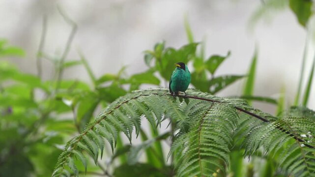 Golden-hooded tanager perching on a fern leaf