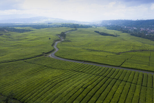 Aerial view of lush green tea plantations with a winding road cutting through the fields under a soft sky in Kerinci Regency, Jambi, Indonesia.