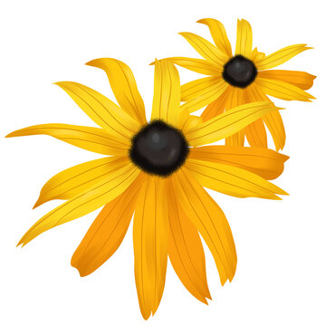 3D Yellow Black-Eyed Susan Flowers Isolated