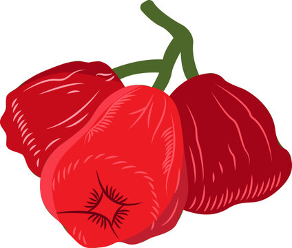 Fresh red water apples or wax apples illustration isolated on white background