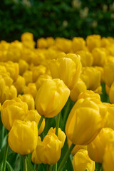 Obraz premium Golden Yellow Tulip Field in Full Bloom with Selective Focus, Vibrant Spring Garden Background
