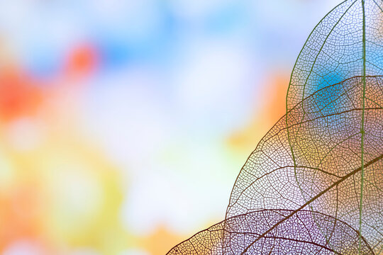 Soft Colorful Leaf Texture Background