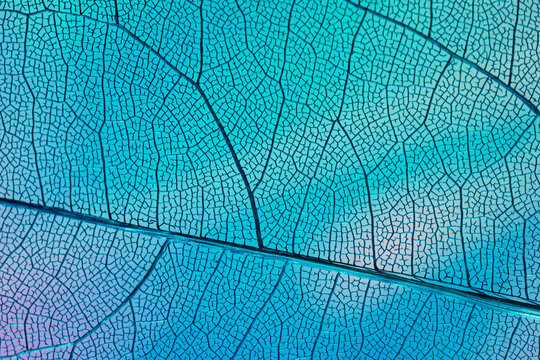 Blue Leaf Vein Texture Background