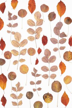 Orange Autumn Leaf Background