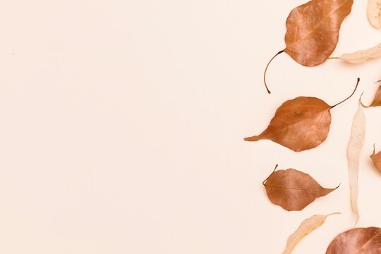Autumn Leaf Border on Beige Background