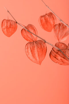 Physalis Botanical Branch Background