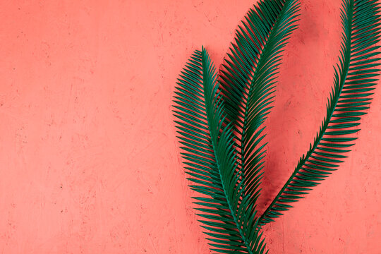 Tropical Palm Leaf on Coral Background