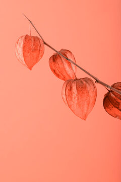 Coral Physalis Botanical Background