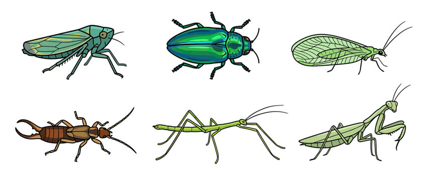 Collection of Six Different Insects Isolated on White Background