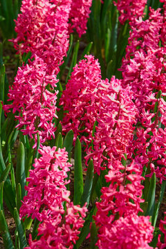 Bright Pink Hyacinth Flowers Blooming in Sunny Spring Garden Landscape