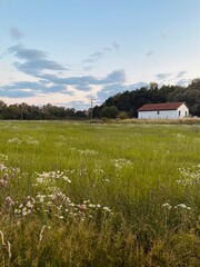 Naklejka premium A panoramic view of the Czech countryside, featuring a rolling meadow filled with grass and chamomiles, a rustic barn, and a forest in the background
