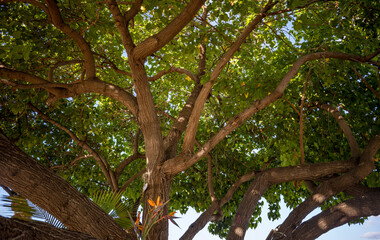 Fototapeta premium Sunlight on a Tropical Tree Canopy with Green Leaves.