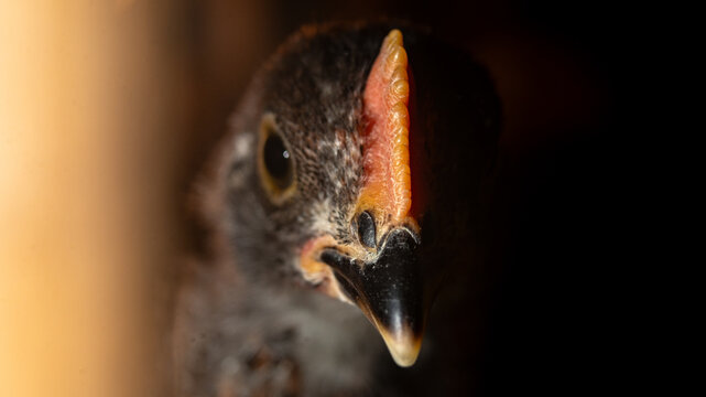 Close-up macro portrait of a young growing chick head near a warm brooder heat lamp in a dark coop. Concept of poultry farming, chick care, and livestock brooding.