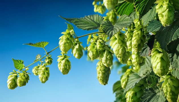 fresh green hop cones growing on vine against clear blue sky