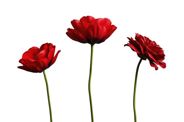 Obraz premium Three bright red blossoms on tall slender stems
