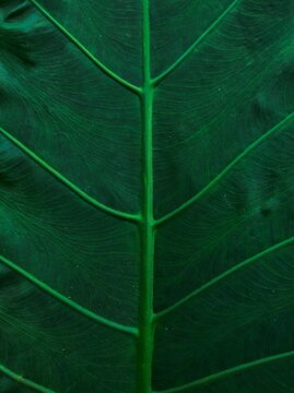 Dark background of giant taro leaves with glowing veins