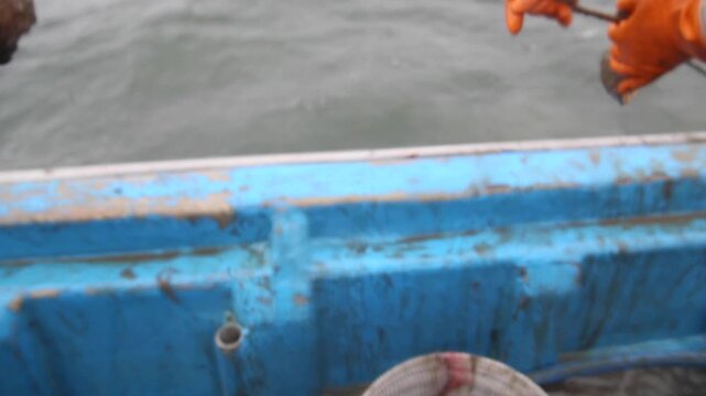 Korea webfoot octopus conch shell trap fishing fisherman holding live octopus seafood ocean Korea 주꾸미 소라껍질 통발 전통 어업 어민 손 활어 바다 선상 어장 수산물 해산물 식재료
