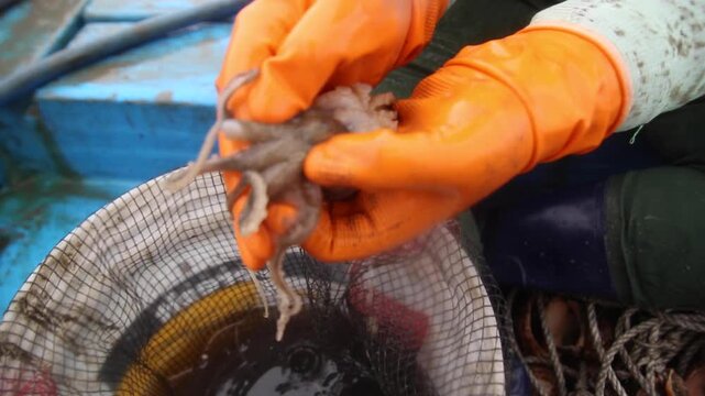 Korea webfoot octopus conch shell trap fishing fisherman holding live octopus seafood ocean Korea 주꾸미 소라껍질 통발 전통 어업 어민 손 활어 바다 선상 어장 수산물 해산물 식재료