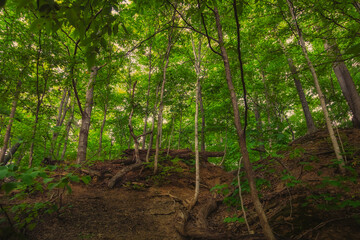 Naklejka premium Lush green forest canopy over earthen slope