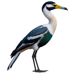 Obraz premium Black and white bird with yellow beak standing on one leg isolated on transparent background
