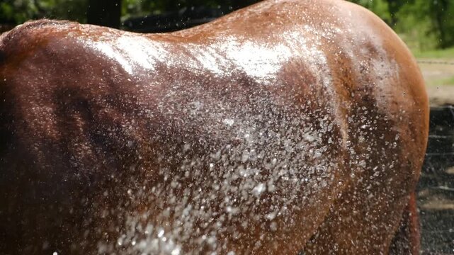 Close-up of a brown horse getting a bath with water splashing