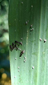 Ants on a Green Leaf