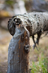 fallen tree trunk from beavers © Alyssa