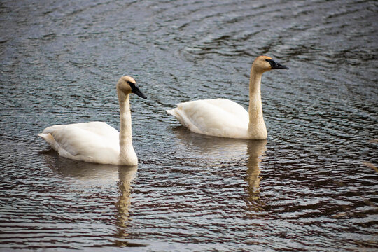 two trumpeter swans on lake