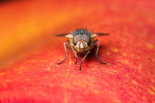 Calliphora hilli or more commonly known as the yellow tessellated golden blowfly or Hill's brown blowfly, is an Australian blowfly species.