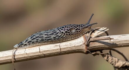 Fototapeta premium Close up of a detailed insect on a thin branch.