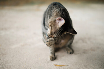 Close-Up of Tabby Cat Licking Paw, Front View © Aleksei