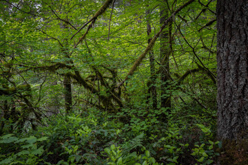 Obraz premium Dense green forest with trees and plants during daytime