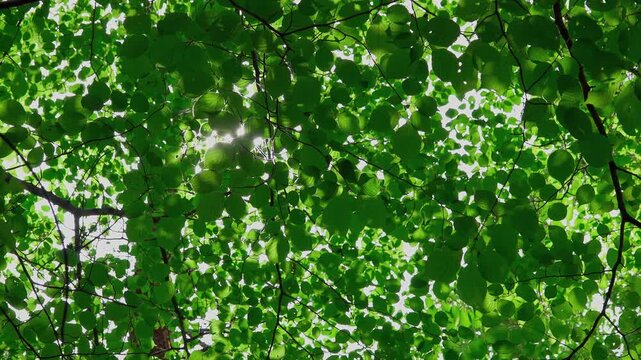 Sunlight shining through green leaves with dust particles floating in the air in 4K