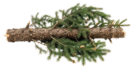 Spruce Log with Evergreen Branches Isolated on White © Desmalia