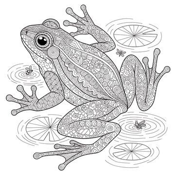 Intricate frog line art for coloring book