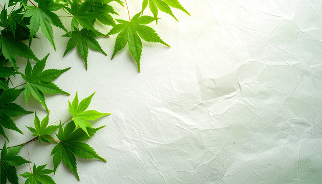 Japanese washi paper with green maple leaves background texture for design use