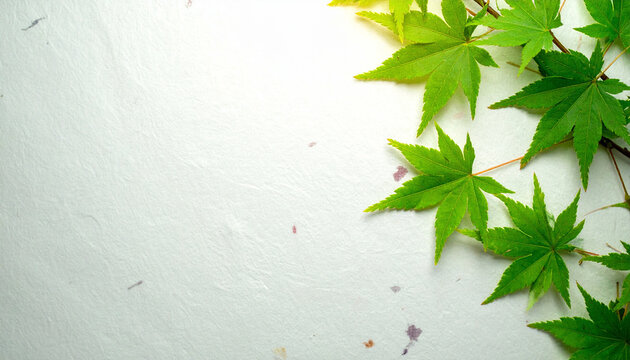 Japanese washi paper with green maple leaves background texture for design use 2