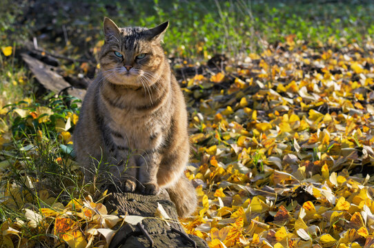 Japanese tabby cat grooming among fallen ginkgo leaves in autumn