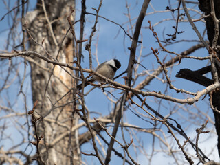 A black-capped chickadee perched among bare, budding branches against a clear blue sky. Natural wildlife portrait of a small songbird foraging in a winter or early spring forest © Iryna