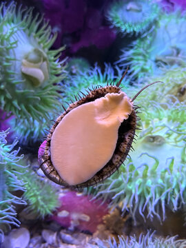 A detailed close-up of a limpet or abalone adhering to glass, showing its soft foot and spiky shell margin against a colorful background of vibrant sea anemones in a marine aquarium.