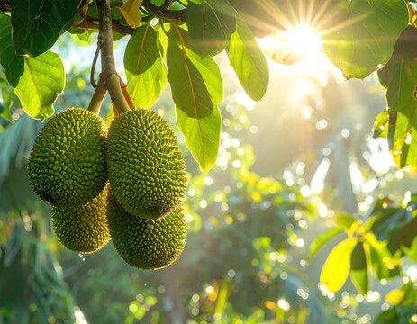 Green jackfruit hanging from branch in bright sunlight.